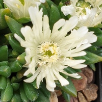 Delosperma congestum 'Album'